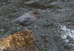 American Dipper